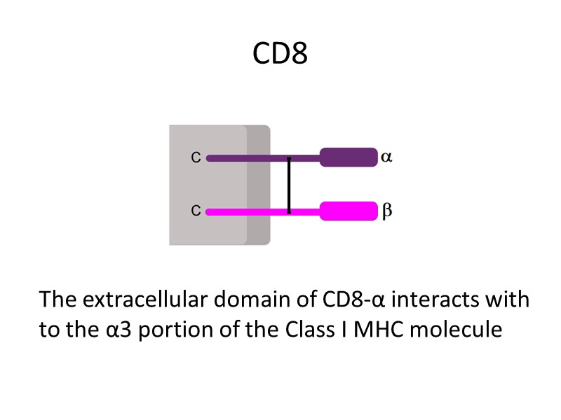 CD8 The extracellular domain of CD8-α interacts with to the α3 portion of the